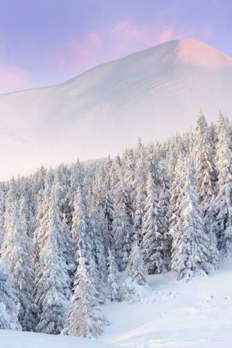 Winter Snow Tree iPhone Wallpaper Background And