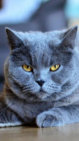 Dark Grey Cat Confident Wallpaper