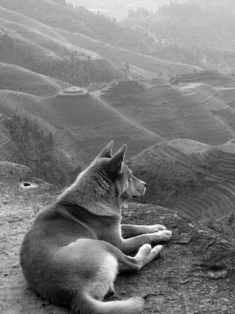 Animals Cute Dogs Nature Puppy