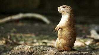 Gopher On Patrol Wallpaper And Image Pictures Photos