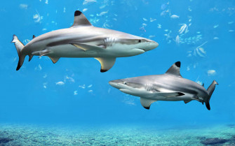 Cute Shark Wallpaper