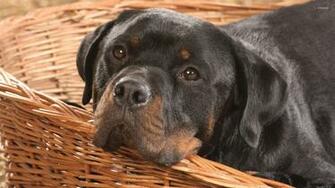 Rottweiler Wallpaper Animal