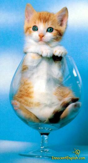 Funny Wallpaper HD Cute Puppies And Kittens