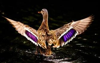 Beautiful Duck Widescreen HD Wallpaper