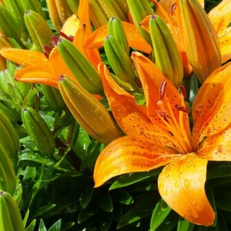 Tiger Lily Wallpaper HD
