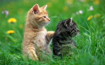 Cute Cat Wallpaper