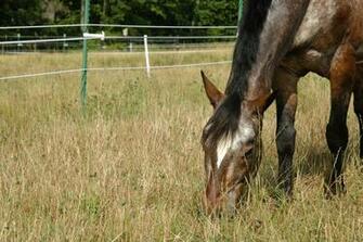 Appaloosa Horse Grazing Wallpaper
