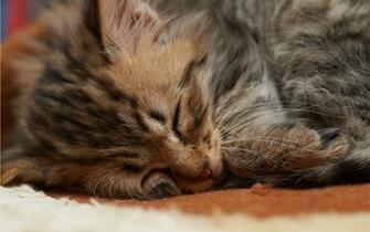 Cat HD Wallpaper Background Image Id