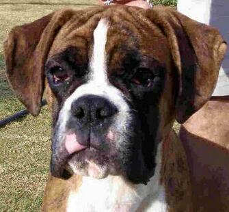 Boxer Puppy Wallpaper Weddingdressin