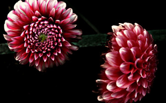 Dahlia Wallpaper