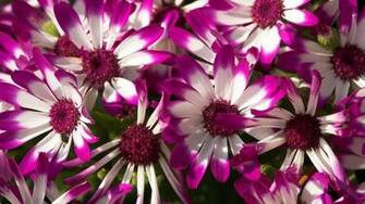 Beautiful Purple Flowers HD Wallpaper 1080p HDwallwide