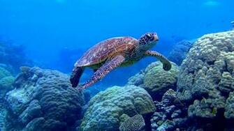Great Barrier Reef Wallpaper