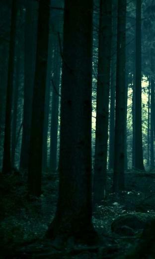 3d Forest HD Live Wallpaper Android Apps On Google Play