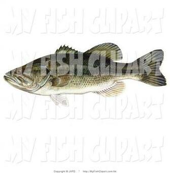 Largemouth Bass Art For
