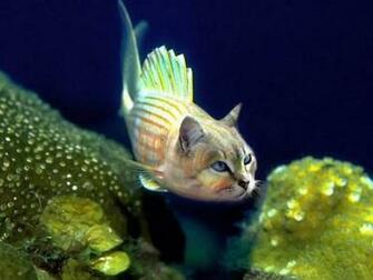 Fish Cat Wallpaper