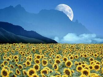 Wallpaper Moon Mountains Sunflower Field Sunflowers