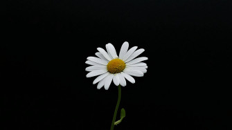 Daisy Aesthetic Computer Wallpaper