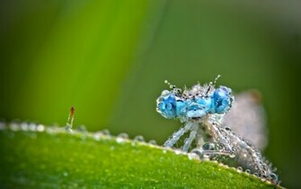 Dragonfly Wallpaper Macro Drops Green HD Desktop