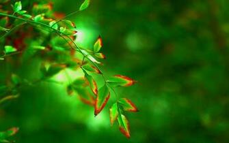 Close Up Leaf Leaves Green Red Form Tree Blur Background Wallpaper