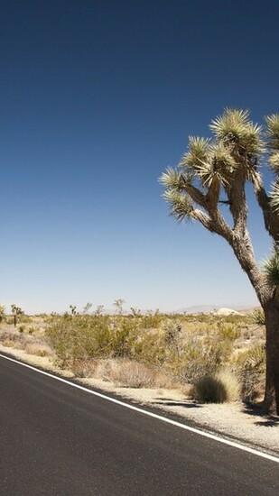 Joshua Tree Desert Roadsamsung Wallpaper Samsung