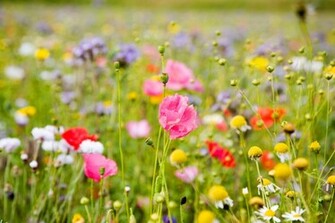 Wildflowers Wallpaper Original
