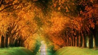 Fall Wallpaper HD