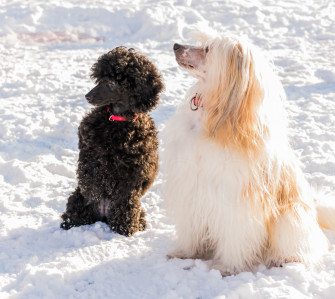 4k Dogs Snow Chinese Crested Poodle 1zoom Rare