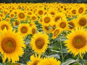 Field Of Sunflowers Wallpaper
