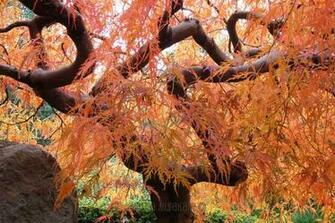 Image For Japanese Maple Wallpaper HD