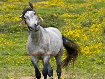 Cute Horse Wallpaper Beautiful Funny