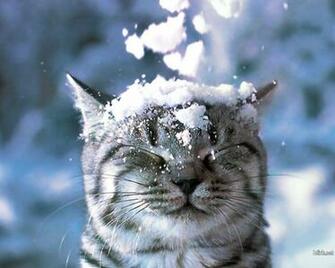 Snow Winter Wallpaper Computer