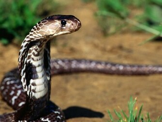 Top Desktop Snake Wallpaper HD Snakes Cobra Jpg