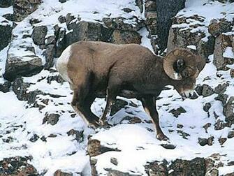 Big Horn Sheep