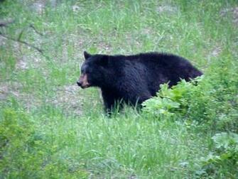 Bears Wallpaper
