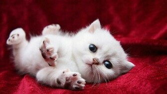 Little White Cat Back To Wallpaper Home