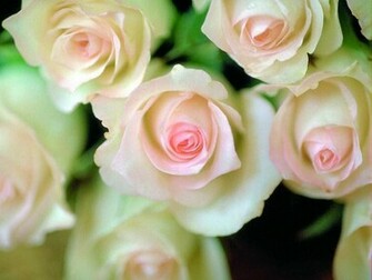 Rose Flowers Wallpaper Flower HD Image Pictures