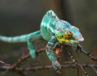 Panther Chameleon Wallpaper By Parides