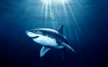 Sharks Wallpaper Pictures