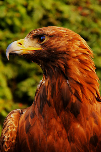 Eagle iPhone Wallpaper