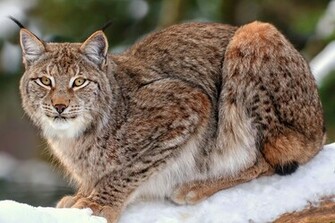 Animal Lynx Wallpaper
