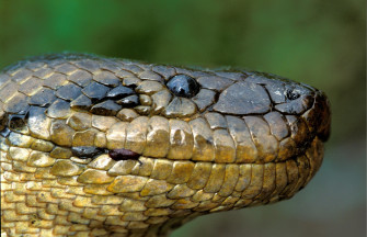 HD Anaconda Wallpaper