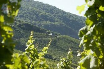 Vineyard Computer Wallpaper Desktop Background Id