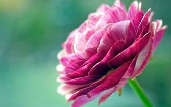 Pretty Flowers Wallpaper For Pc Full HD Pictures