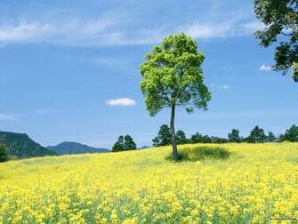 Peaceful Nature Wallpaper The Art Mad