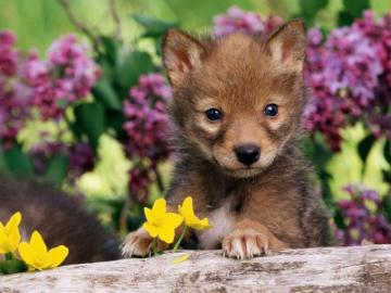 Cute Wolf Wallpaper On