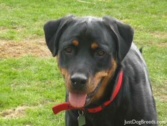 Rottweiler Wallpaper