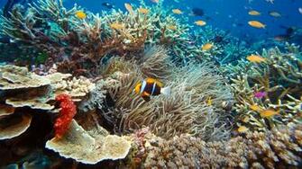 Tropical Fish HD Wallpaper For Desktop