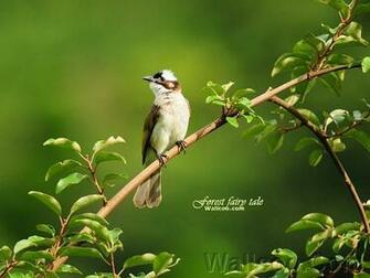 Birds In Spring Light Vented Bulbul Bird Lovely