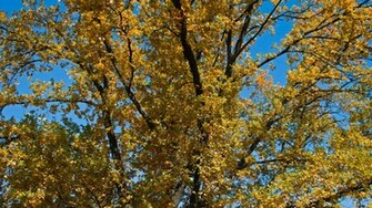 Oak Tree Leaves Yellow Sky Branch Autumn