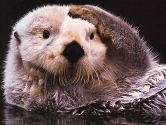 Otter Wallpaper First HD